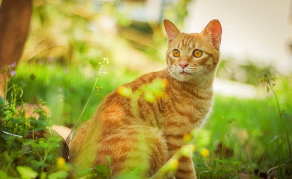 中华田园猫怎么养
