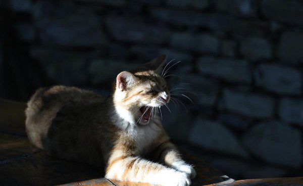 中华田园猫怎么养