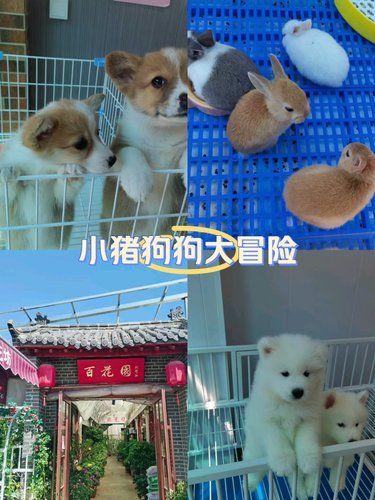 小手一抖，萌宠出笼