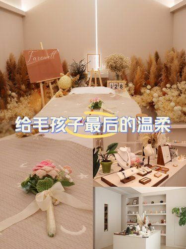 极光森林宠物善终店 | 给毛孩子最后的温柔