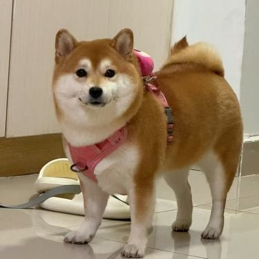 如果宠物去世你有没有想过怎么做