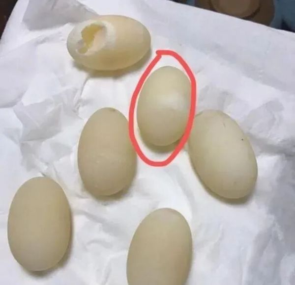 乌龟蛋孵化需要什么条件？孵乌龟蛋的方法与技巧