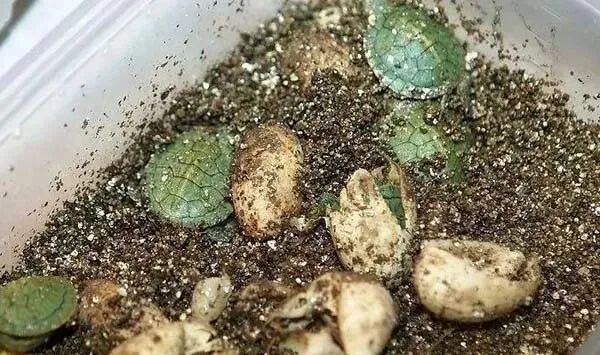 乌龟蛋孵化需要什么条件？孵乌龟蛋的方法与技巧