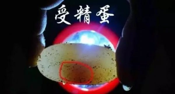 怎么判断龟蛋是否受精（买龟蛋孵化需要注意什么）