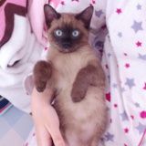 狗子小黑