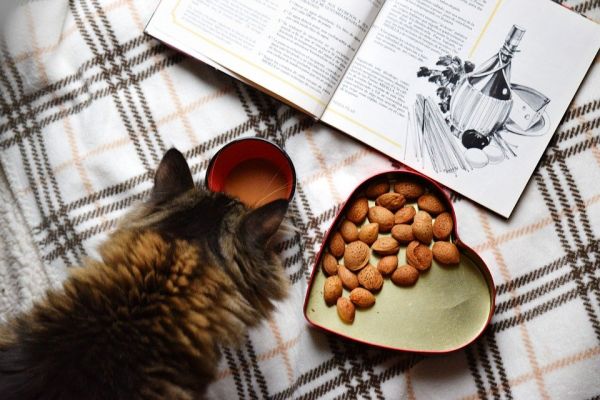 食品平躺着, 早晨喝咖啡, 早餐, 猫, 小猫, 好奇, 食谱, 意大利, 心, 坚果, 可爱, 食品, 上午