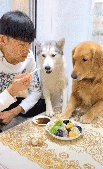 萌宠话题播放量破167亿，All in抖音成宠物食品营销大势