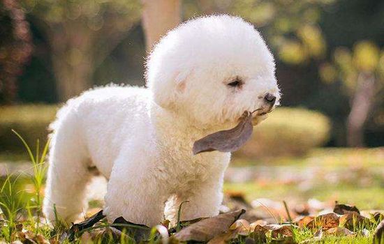 如何饲养比熊 饲养比熊犬的全攻略