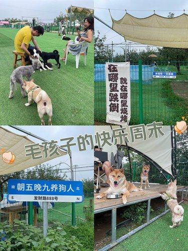周末遛狗上哪儿｜汪星人快乐聚集地[调皮]