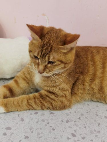 长沙超平价的猫咖可以玩一天！！人均十几块