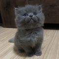 https://p1.meituan.net/userheadpicbackend/06e0d7850bd567900f15686c0299dde51293884.jpg%40120w_120h_1e_1c_1l%7Cwatermark%3D0