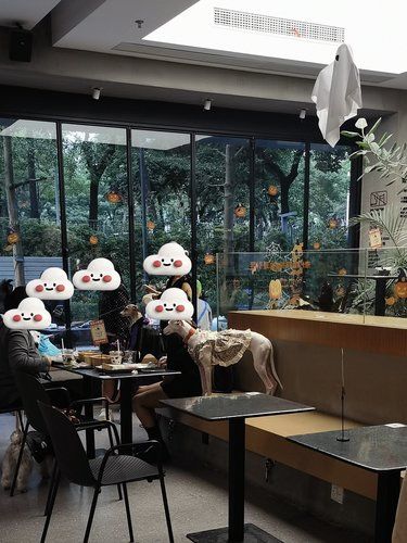 从此爱上逛宠物友好店