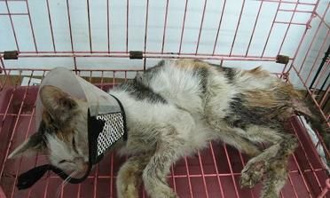 狗狗腿被压断了，怎么救治（应该如何保护宠物）