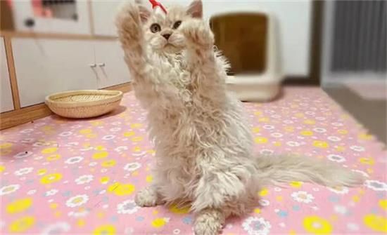 塞尔凯克卷毛猫和德文哪个好