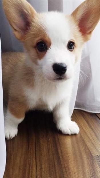可爱呆萌小柯基犬手机壁纸