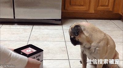 狗狗常见的12种“行为解读”，你可能不了解它