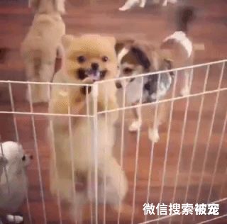 狗狗常见的12种“行为解读”，你可能不了解它