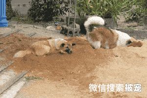 狗狗常见的12种“行为解读”，你可能不了解它