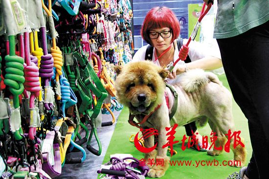 首届CPF宠博会闭幕萌宠社交时代你准备好了么？