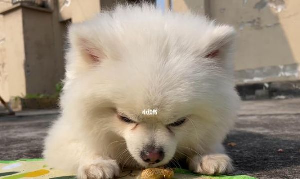 宠物狗吃花生会有什么影响（了解狗狗吃花生的利弊）