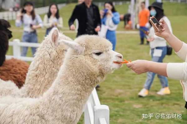 萌宠乐园生意怎样