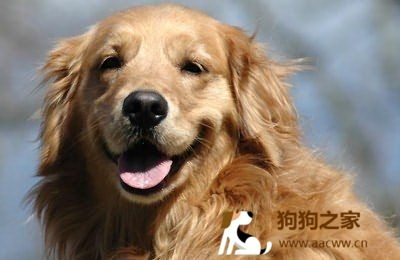 狗狗心理