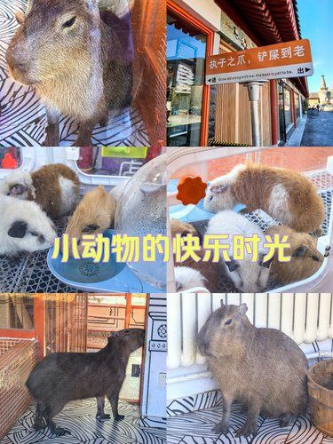 撸萌宠的快乐时光，真的很治愈…