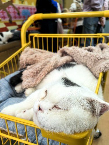 周末遛娃｜撸到一只带薪睡觉的猫……
