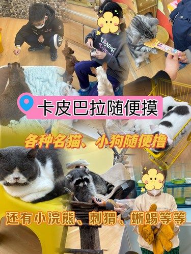 冬日室内遛娃好去处：舔爪大王猫艺体验馆
