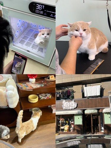 来给泡泡猫洗澡啦～洗的白白香香的！