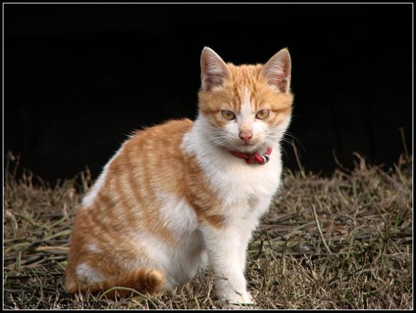 可爱的小猫咪
