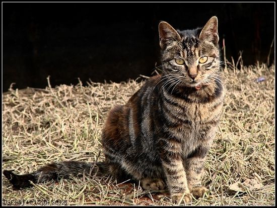 可爱的小猫咪