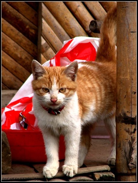 可爱的小猫咪