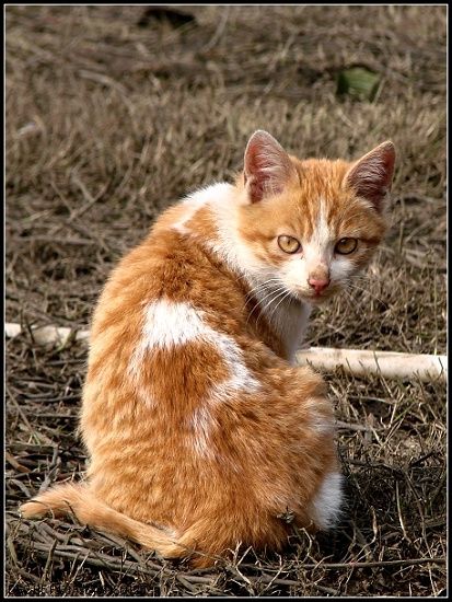 可爱的小猫咪