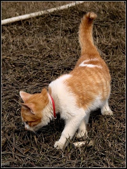 可爱的小猫咪