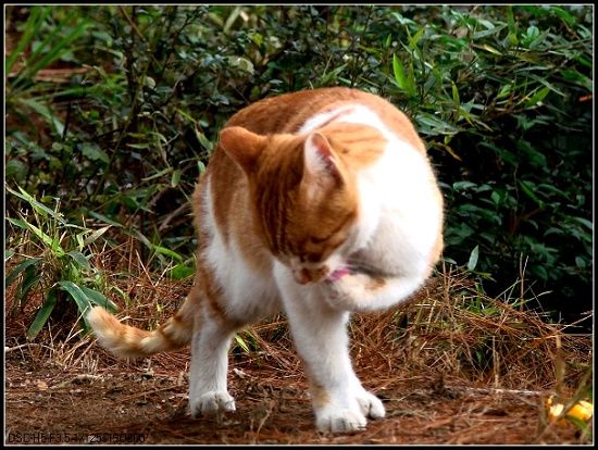 可爱的小猫咪