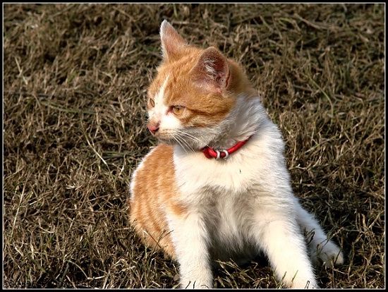 可爱的小猫咪