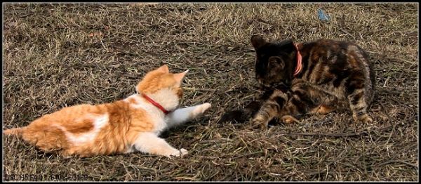 可爱的小猫咪