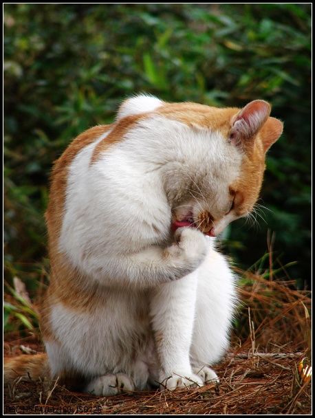 可爱的小猫咪