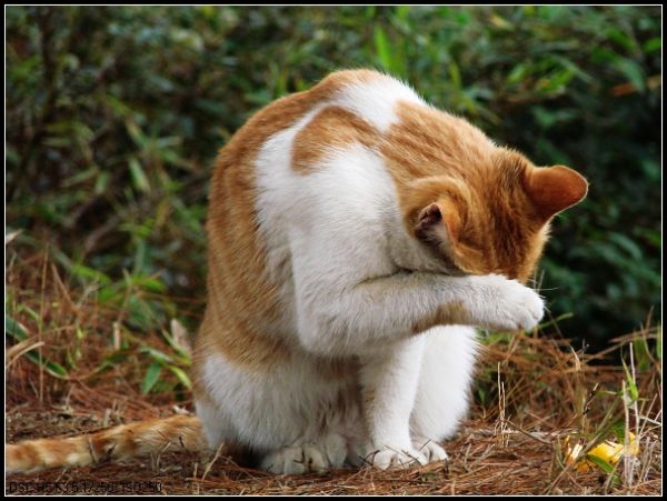 可爱的小猫咪