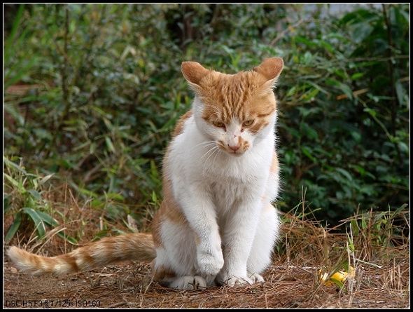 可爱的小猫咪