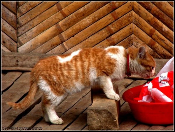 可爱的小猫咪