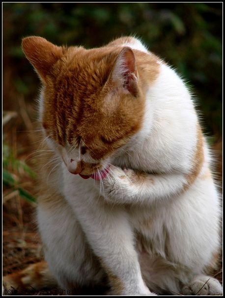 可爱的小猫咪