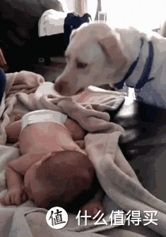 适合家里有小孩养的狗?这7种是不错的选择