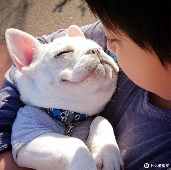 适合家里有小孩养的狗?这7种是不错的选择