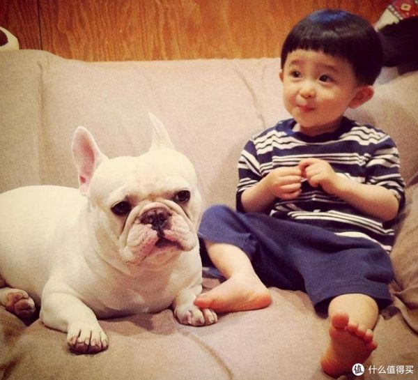 适合家里有小孩养的狗?这7种是不错的选择