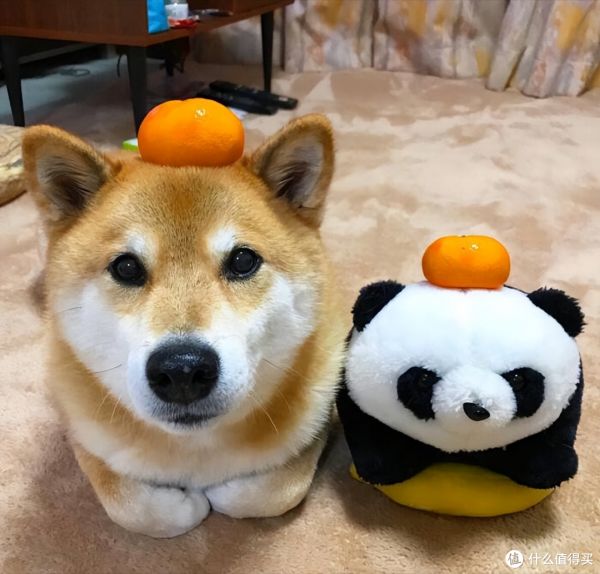 适合家里有小孩养的狗?这7种是不错的选择
