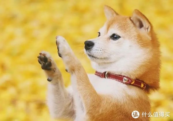 适合家里有小孩养的狗?这7种是不错的选择