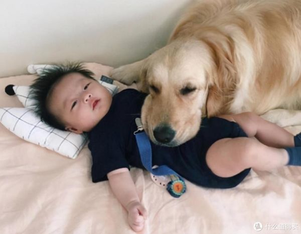 适合家里有小孩养的狗?这7种是不错的选择