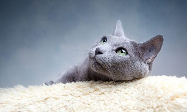 一直做宠物猫交易的